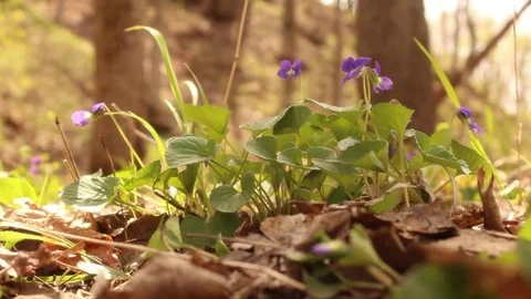 Spring Wild Flower - Violet Stock Footage 83129263