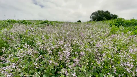 Spring Wild Flowers along a Hillside Southern California Meadow Stock Footage 235865271