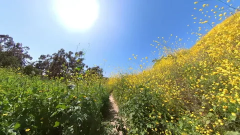 Spring Wild Flowers Cycling Front View 02 California USA Stock Footage 328266286
