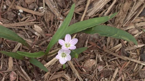 Spring Wild Flowers Video stock 49669102