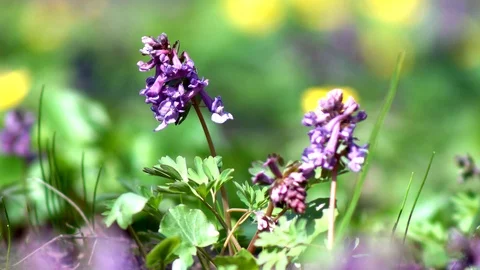 Spring wild flowers Stock Footage 88559378