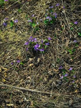 Spring wild flowers in the forest 库存照片