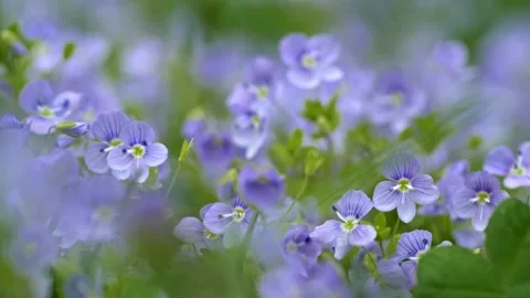 Spring wild flowers. Light blue veronica chamaedrys aka germander speedwell Stock Footage 132125547