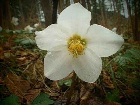 Spring Wild flowers Stock Photos