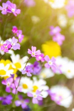 Spring wild flowers Stock Photos