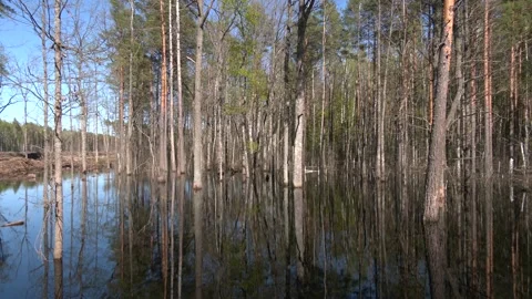 Spring is in the wild forest, trees and bushes in a large puddle Stock Footage 203414895