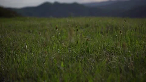 Spring wild landscape Stock Footage 154697291