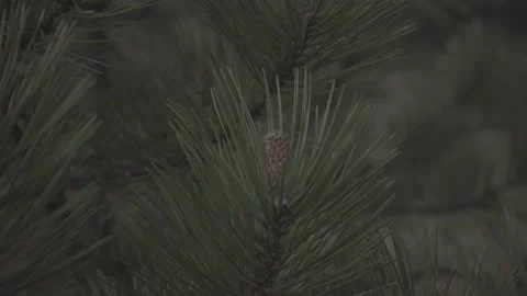 Spring wild landscape Stock Footage 154770913