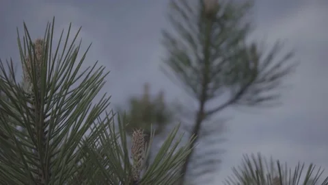 Spring wild landscape Stock Footage 154770945