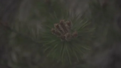 Spring wild landscape Stock Footage 154771018