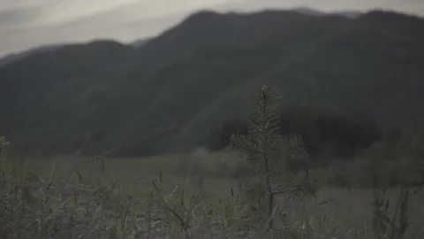 Spring wild landscape Stock Footage 154771020
