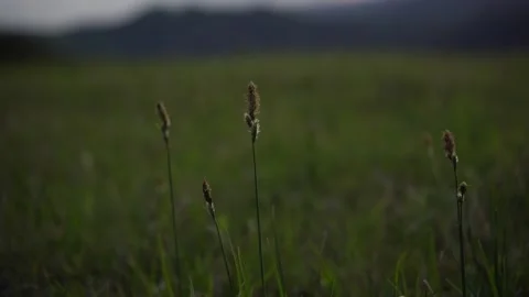 Spring wild landscape Stock Footage 154771023