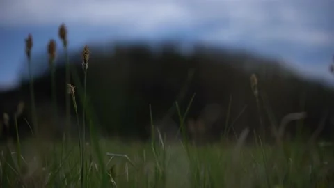 Spring wild landscape Stock Footage 154771105