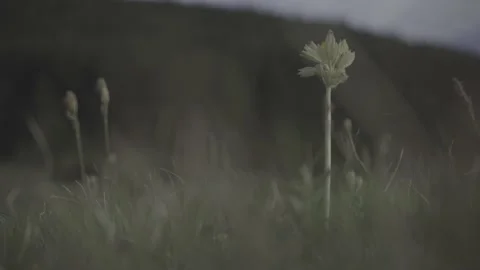 Spring wild landscape Stock Footage 154771111