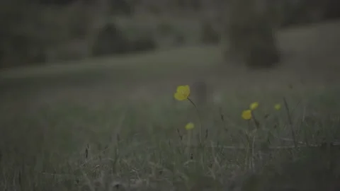 Spring wild landscape Stock Footage 154771156