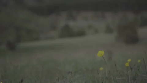 Spring wild landscape Stock Footage 154771182