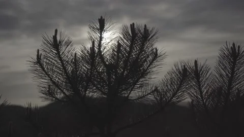 Spring wild landscape Stock Footage 154771276