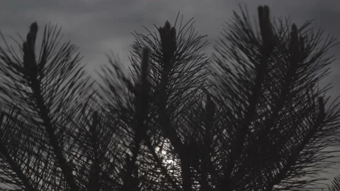 Spring wild landscape Stock Footage 154771326