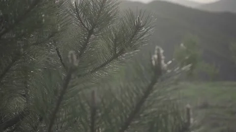 Spring wild landscape Stock Footage 154771342