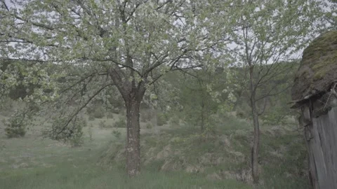 Spring wild landscape Stock Footage 154771427