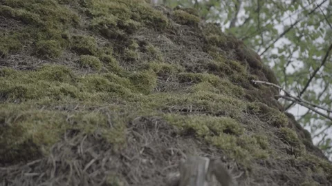 Spring wild landscape Stock Footage 154771475