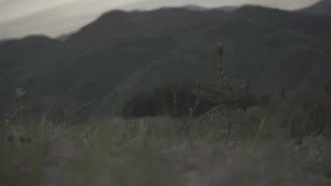 Spring wild landscape Stock Footage 154771941
