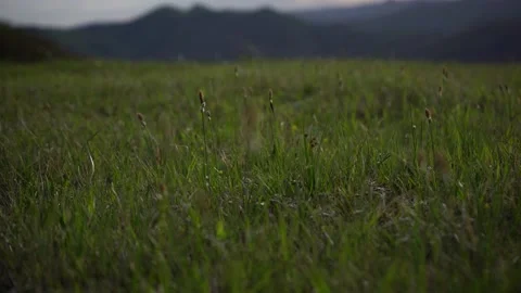 Spring wild landscape Stock Footage 154772048