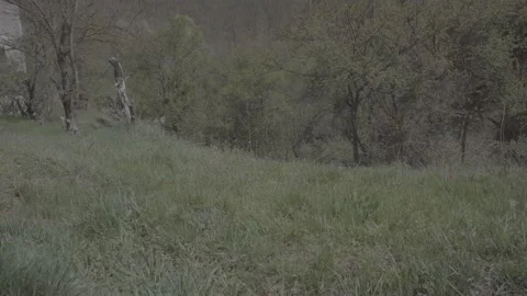 Spring wild landscape Stock Footage 231433274