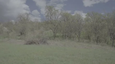 Spring wild landscape Stock Footage 231436533