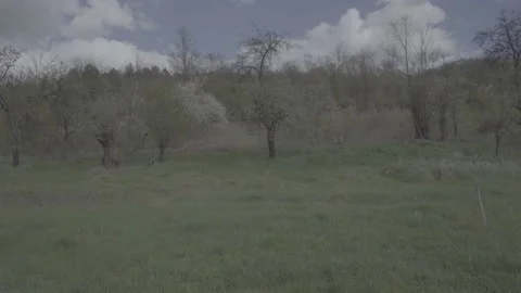 Spring wild landscape Stock Footage 231436675