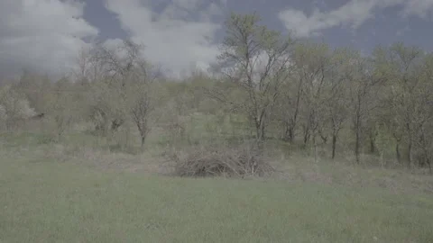 Spring wild landscape Stock Footage 231436952