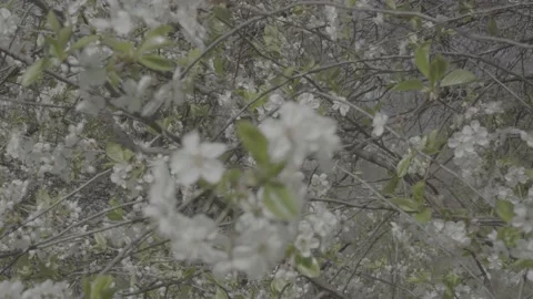 Spring wild landscape Stock Footage 231437471