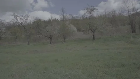 Spring wild landscape Stock Footage 231437473