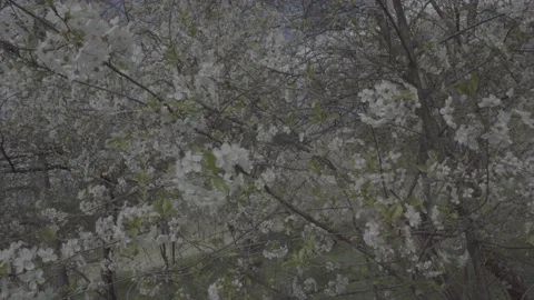 Spring wild landscape Stock Footage 231437846