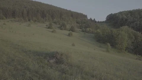 Spring wild landscape Stock Footage 231442452