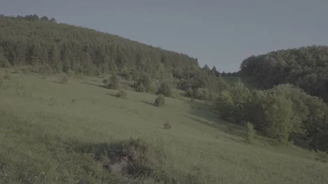 Spring wild landscape Stock Footage 231444845