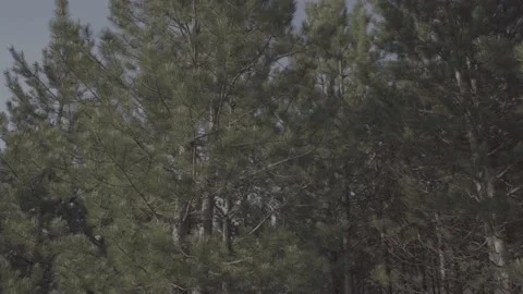 Spring wild landscape Stock Footage 231446454