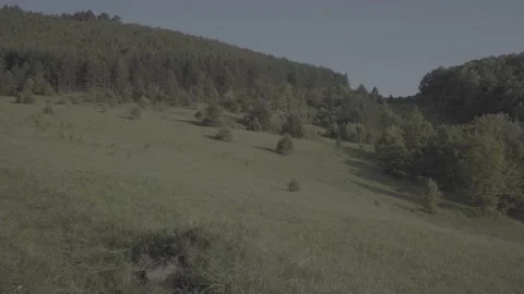 Spring wild landscape Stock Footage 231447090