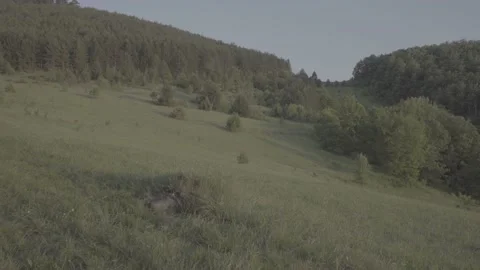 Spring wild landscape Stock Footage 231447670