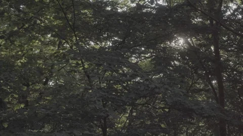 Spring wild landscape Stock Footage 245658608