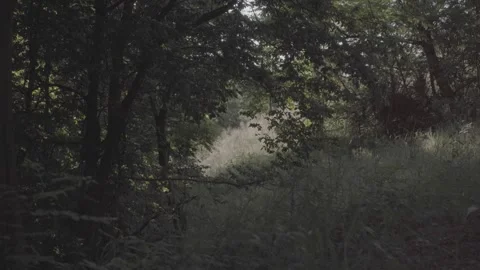 Spring wild landscape Stock Footage 245658753