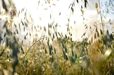 Spring wild oat  field  during  summer . Stock Photos