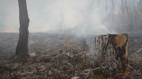 Spring wildfire Stock Footage 50448388