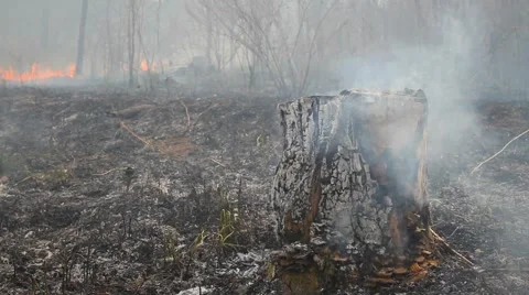 Spring wildfire Stock Footage 50448433