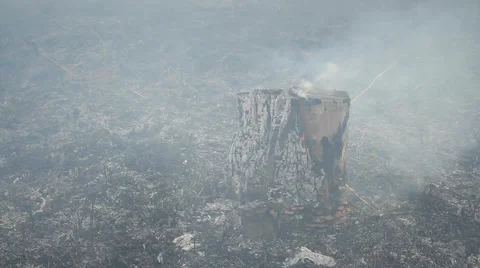 Spring wildfire Stock Footage 50448466