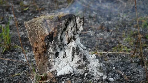 Spring wildfire Stock Footage 50449376