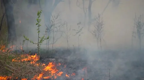 Spring wildfire smoke Stock Footage 50448113