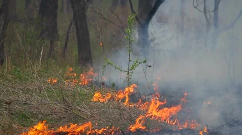 Spring wildfire smoke Stock Footage 50448134