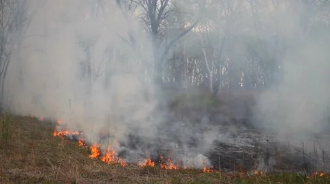 Spring wildfire smoke Stock Footage 50448183