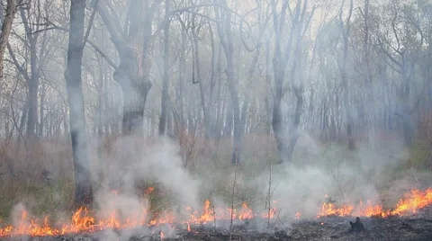 Spring wildfire smoke Stock Footage 50448435